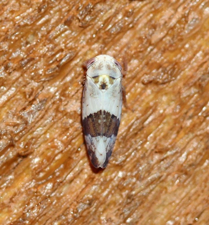 Norvellina seminuda Attracted to a porch light. Host plants in area include American Plum (Prunus americana) and Pin Cherry (Prunus pensylvanica). Athysanini,Auchenorrhyncha,Cicadellidae,Deltocephalinae,Geotagged,Hemiptera,Norvellina,Norvellina seminuda,Platymetopiina,Summer,United States,insect,leafhopper