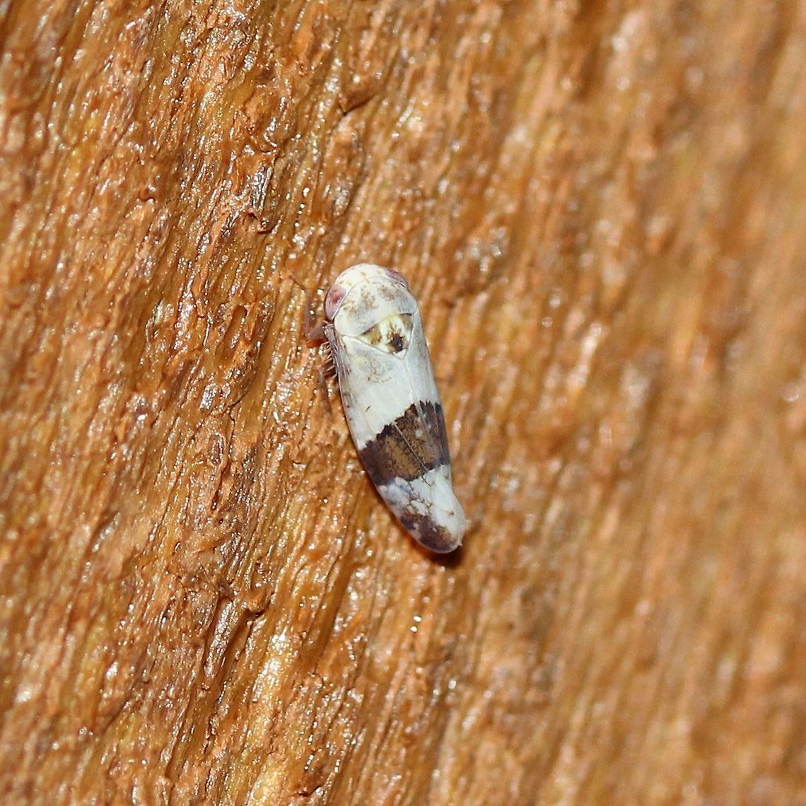 Norvellina seminuda Attracted to a porch light. Host plants in area include American Plum (Prunus americana) and Pin Cherry (Prunus pensylvanica). Athysanini,Auchenorrhyncha,Cicadellidae,Deltocephalinae,Geotagged,Hemiptera,Norvellina,Norvellina seminuda,Platymetopiina,Summer,United States,insect,leafhopper