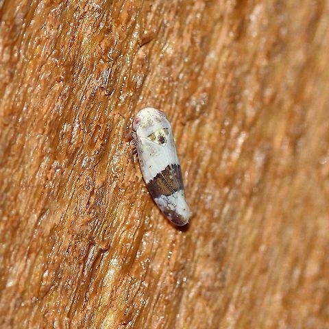 Norvellina seminuda Attracted to a porch light. Host plants in area include American Plum (Prunus americana) and Pin Cherry (Prunus pensylvanica). Athysanini,Auchenorrhyncha,Cicadellidae,Deltocephalinae,Geotagged,Hemiptera,Norvellina,Norvellina seminuda,Platymetopiina,Summer,United States,insect,leafhopper