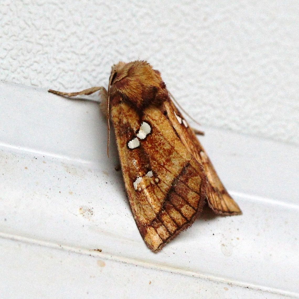Papaipema pterisii (Bracken Borer Moth)  Apameini,Bracken Borer Moth,Geotagged,Lepidoptera,Noctuidae,Noctuoidea,Papaipema pterisii,Summer,United States,insect,moth