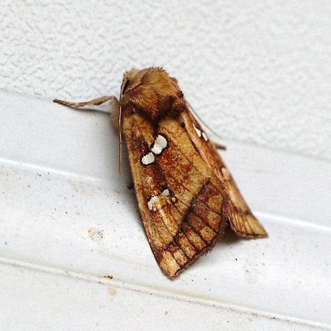 Papaipema pterisii (Bracken Borer Moth)  Apameini,Bracken Borer Moth,Geotagged,Lepidoptera,Noctuidae,Noctuoidea,Papaipema pterisii,Summer,United States,insect,moth