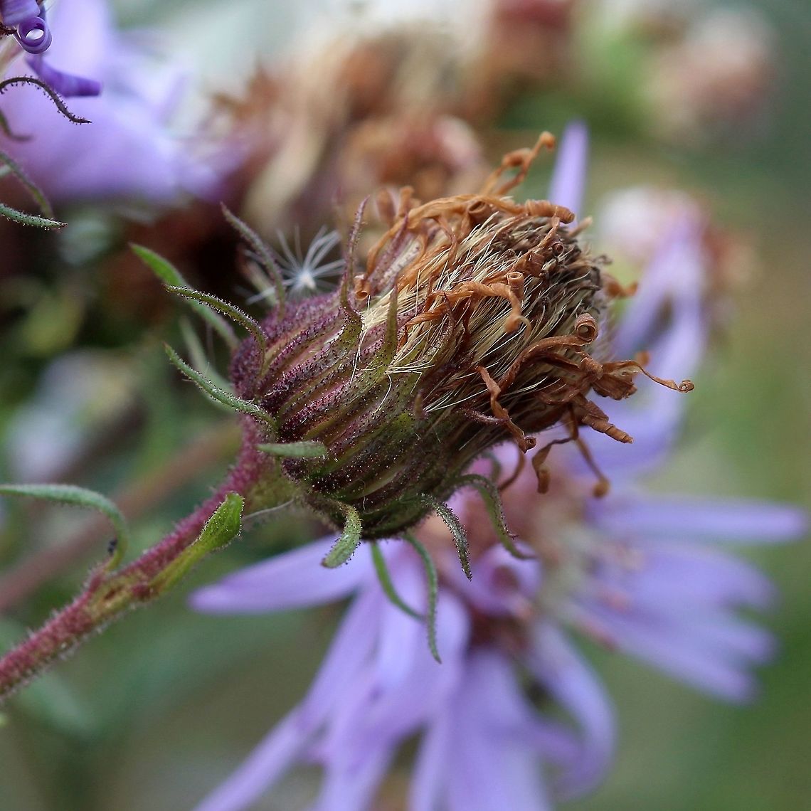 Canadanthus modestus (Modest Aster) Flowerhead and stem of Canadanthus modestus showing glandular hairs.<br />
<br />
<figure class="photo"><a href="https://www.jungledragon.com/image/84713/canadanthus_modestus_modest_aster.html" title="Canadanthus modestus (Modest Aster)"><img src="https://s3.amazonaws.com/media.jungledragon.com/images/3383/84713_thumb.JPG?AWSAccessKeyId=05GMT0V3GWVNE7GGM1R2&Expires=1769040010&Signature=orjKStXpD83cBIj%2Fkr9uL1VzLMc%3D" width="200" height="200" alt="Canadanthus modestus (Modest Aster) In a low spot at the head of a trail through a restored fen. Also abundantly present in the fen.<br />
<br />
Canadanthus modestus is similar in appearance to Symphyotrichum novae-angliae (New England Aster) but differs from the latter by flowering stems, phyllaries, and bracts densely glandular-hairy (Symphyotrichum novae-angliae has glandular hairs and non-glandular hairs mixed) and sessile leaves that do not have auricles (small projections) that wrap around the stem. In Minnesota, Michigan, and Wisconsin habitat preferences also differ with Canadanthus modestus preferring cool wet habitats and Symphyotrichum novae-angliae usually found in warmer areas in moist soil. In other parts of its range it occurs in moist, well-drained woods and clearings and roadsides.<br />
<br />
https://www.jungledragon.com/image/84712/canadanthus_modestus_modest_aster.html Asteraceae,Canadanthus,Canadanthus modestus,Geotagged,Modest Aster,Summer,United States,aster,fen,wetland" /></a></figure> Asteraceae,Canadanthus,Canadanthus modestus,Geotagged,Modest Aster,Summer,United States,aster,fen,wetland