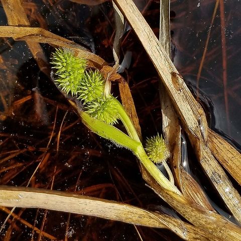 Sparganium glomeratum (Clustered Bur-reed) infructescence Plants found shallow water of a filled-in ditch through a restored fen. Associated species include Scirpus cyperinus and Carex chordorhiza. Approximately 25 square meters with 20 fruiting stems and many more non-fruiting. Clustered Bur-reed,Geotagged,Sparganiaceae,Sparganium glomeratum,Summer,Typhaceae,United States,bur-reed,fen,monocot,wetland