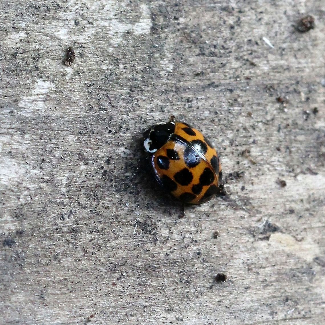 Harmonia axyridis One of the species many forms. Coccinelloidea,Coleoptera,Geotagged,Harlequin Ladybird,Harmonia axyridis,Summer,United States,beetle,insect