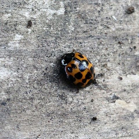 Harmonia axyridis One of the species many forms. Coccinelloidea,Coleoptera,Geotagged,Harlequin Ladybird,Harmonia axyridis,Summer,United States,beetle,insect