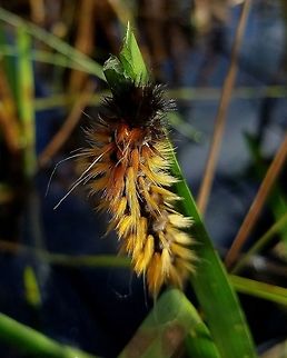 Spilosoma virginica Spilosoma virginica larva eating Clustered Bur-reed (Sparganium glomeratum) leaf.

https://www.jungledragon.com/image/84748/moth_larva.html Geotagged,Lepidoptera,Sparganium glomeratum,Spilosoma virginica,Summer,United States,Virginia tiger moth,caterpillar,insect,moth,moth larva