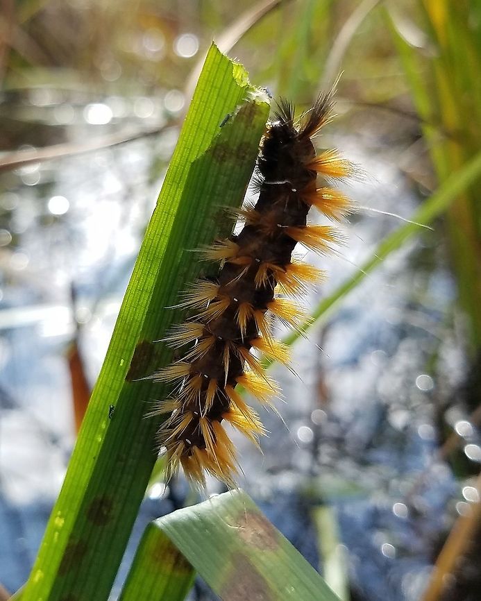 Spilosoma virginica Spilosoma virginica larva eating Clustered Bur-reed (Sparganium glomeratum) leaf.<br />
<br />
<figure class="photo"><a href="https://www.jungledragon.com/image/84747/spilosoma_virginica.html" title="Spilosoma virginica"><img src="https://s3.amazonaws.com/media.jungledragon.com/images/3383/84747_thumb.jpg?AWSAccessKeyId=05GMT0V3GWVNE7GGM1R2&Expires=1767225610&Signature=wZMfWSn9eTjE4fSqilgmsUKRdC8%3D" width="122" height="152" alt="Spilosoma virginica Spilosoma virginica larva eating Clustered Bur-reed (Sparganium glomeratum) leaf.<br />
<br />
https://www.jungledragon.com/image/84748/moth_larva.html Geotagged,Lepidoptera,Sparganium glomeratum,Spilosoma virginica,Summer,United States,Virginia tiger moth,caterpillar,insect,moth,moth larva" /></a></figure> Geotagged,Lepidoptera,Sparganium glomeratum,Spilosoma virginica,Summer,United States,Virginia tiger moth,caterpillar,insect,moth,moth larva