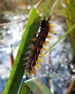 Spilosoma virginica Spilosoma virginica larva eating Clustered Bur-reed (Sparganium glomeratum) leaf.

https://www.jungledragon.com/image/84747/moth_larva.html Geotagged,Lepidoptera,Sparganium glomeratum,Spilosoma virginica,Summer,United States,Virginia tiger moth,caterpillar,insect,moth,moth larva