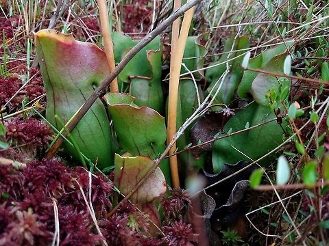 Sarracenia purpurea (Pitcher Plant) Sarracenia purpurea growing in Sphagnum moss in a restored peatland. Geotagged,Purple pitcher plant,Sarracenia purpurea,Summer,United States,bog,carnivorous plant,fen,peatland