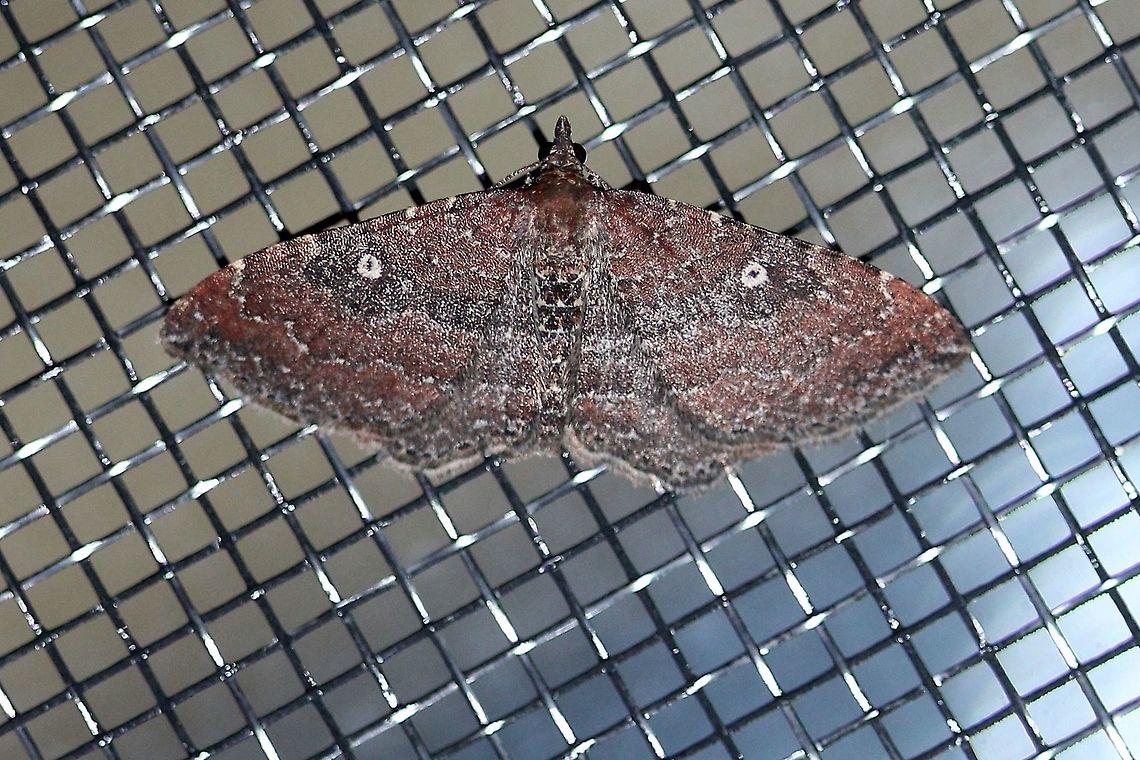 Orthonama obstipata Female Orthonama obstipata Gem,Geotagged,Lepidoptera,Orthonama obstipata,Summer,United States,insect,moth