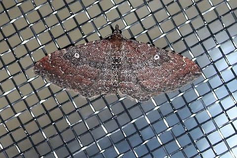 Orthonama obstipata Female Orthonama obstipata Gem,Geotagged,Lepidoptera,Orthonama obstipata,Summer,United States,insect,moth