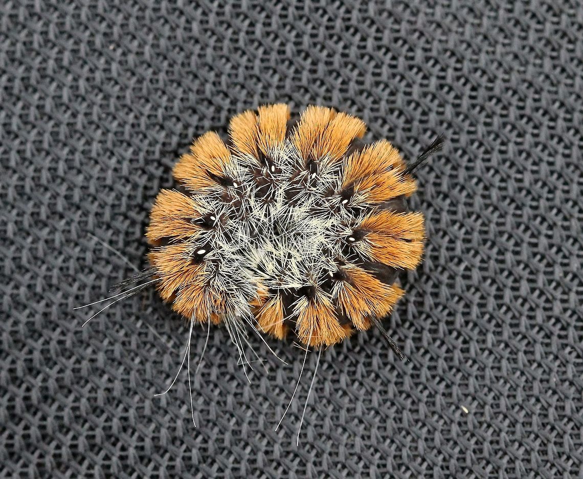 Acronicta dactylina (Fingered Dagger) In a field with sapling Quaking Aspen (Populus tremuloides) and Balsam Poplar (P. balsamifera) two host plant species. Acronicta dactylina,Acronicta insita,Acronictinae,Dagger Moths,Fingered Dagger,Geotagged,Lepidoptera,Noctuidae,Noctuoidea,Summer,United States,insect,moth