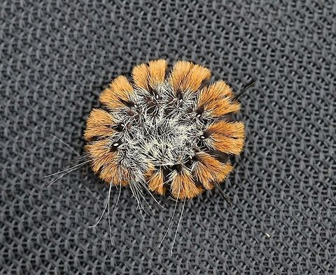Acronicta dactylina (Fingered Dagger) In a field with sapling Quaking Aspen (Populus tremuloides) and Balsam Poplar (P. balsamifera) two host plant species. Acronicta dactylina,Acronicta insita,Acronictinae,Dagger Moths,Fingered Dagger,Geotagged,Lepidoptera,Noctuidae,Noctuoidea,Summer,United States,insect,moth