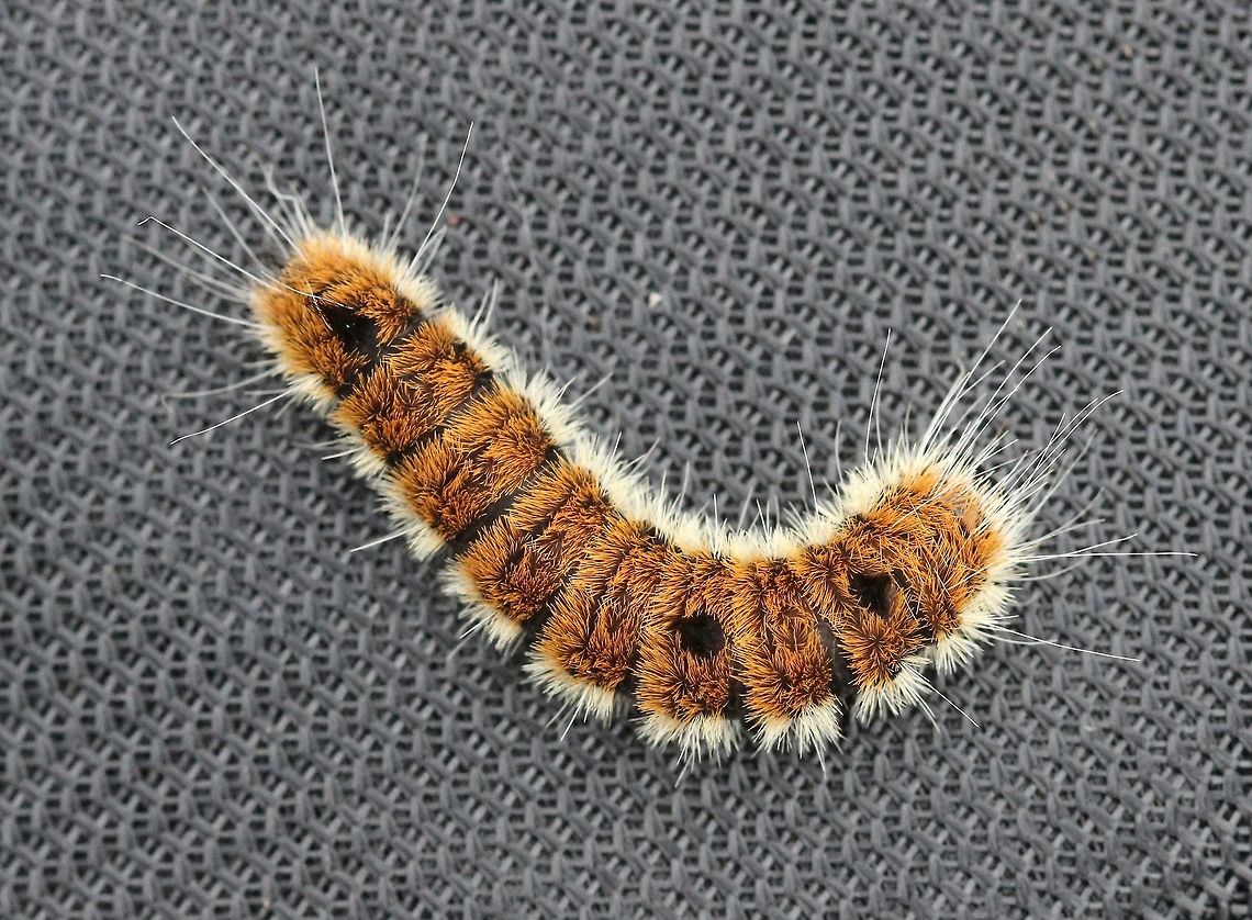 Acronicta dactylina (Fingered Dagger) In a field with sapling Quaking Aspen (Populus tremuloides) and Balsam Poplar (P. balsamifera) two host plant species. Taxonomic synonym is Acronicta insita (Walker, 1856). Acronicta dactylina,Acronicta insita,Acronictinae,Dagger Moths,Fingered Dagger,Geotagged,Lepidoptera,Noctuidae,Noctuoidea,Summer,United States,insect,moth