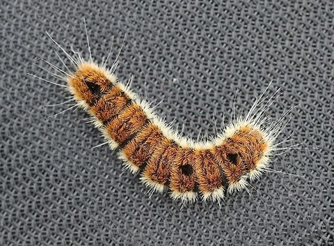 Acronicta dactylina (Fingered Dagger) In a field with sapling Quaking Aspen (Populus tremuloides) and Balsam Poplar (P. balsamifera) two host plant species. Taxonomic synonym is Acronicta insita (Walker, 1856). Acronicta dactylina,Acronicta insita,Acronictinae,Dagger Moths,Fingered Dagger,Geotagged,Lepidoptera,Noctuidae,Noctuoidea,Summer,United States,insect,moth