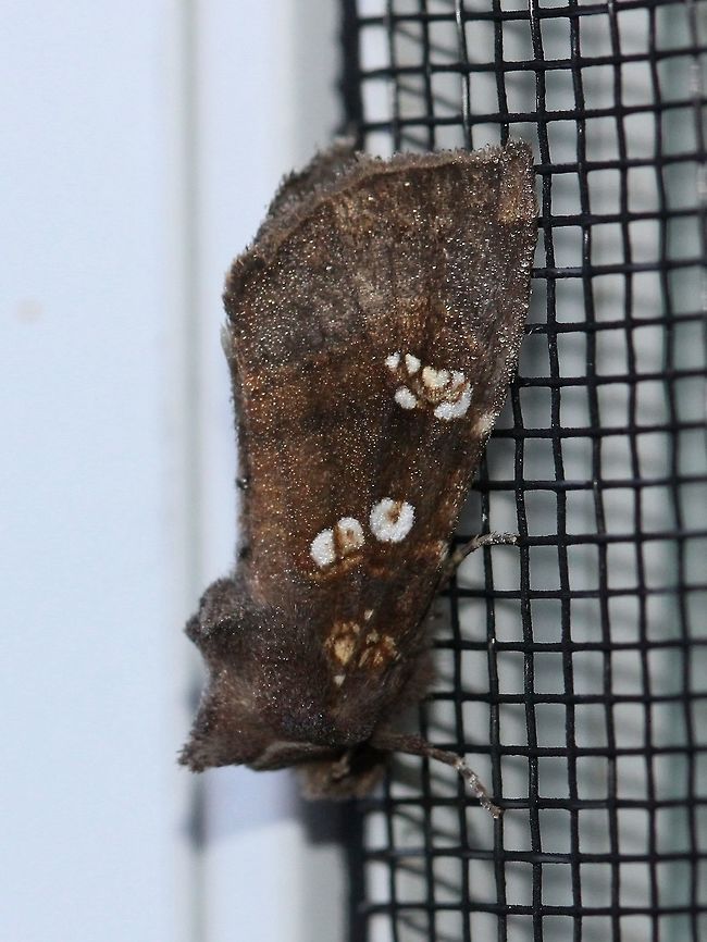 Papaipema unimoda (Meadowrue Borer)  Apameini,Geotagged,Lepidoptera,Meadow Rue Borer,Noctuidae,Papaipema unimoda,Summer,United States,insect,moth