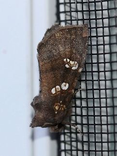 Papaipema unimoda (Meadowrue Borer)  Apameini,Geotagged,Lepidoptera,Meadow Rue Borer,Noctuidae,Papaipema unimoda,Summer,United States,insect,moth