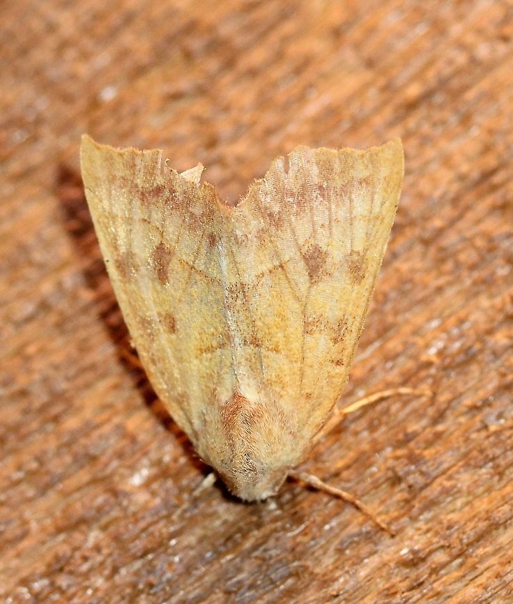 Eucirroedia pampina (Scalloped Sallow)  Eucirroedia pampina,Geotagged,Lepidoptera,Noctuidae,Scalloped Sallow,Summer,United States,Xylenini,insect,moth