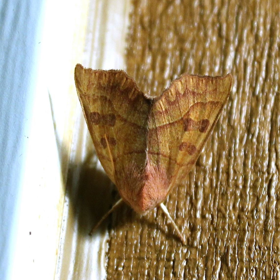 Eucirroedia pamoina (Scalloped Sallow)  Eucirroedia pampina,Geotagged,Lepidoptera,Noctuidae,Scalloped Sallow,Summer,United States,Xylenini,insect,moth