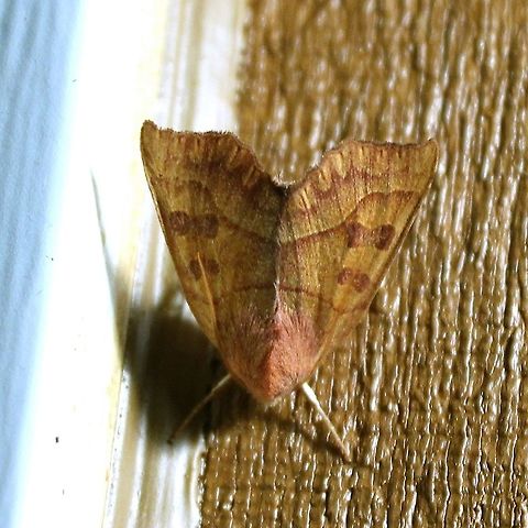 Eucirroedia pamoina (Scalloped Sallow)  Eucirroedia pampina,Geotagged,Lepidoptera,Noctuidae,Scalloped Sallow,Summer,United States,Xylenini,insect,moth