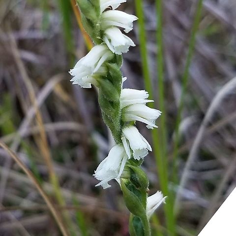 Spiranthes cernua (Nodding Ladies' Tresses) Growing in a damp sandy area in a restored peatland. Geotagged,Nodding Ladies' Tresses,Spiranthes cernua,Summer,United States,orchid