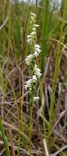 Spiranthes cernua (Nodding Ladies' Tresses) Growing in a damp sandy area in a restored peatland. Geotagged,Nodding Ladies' Tresses,Spiranthes cernua,Summer,United States,orchid