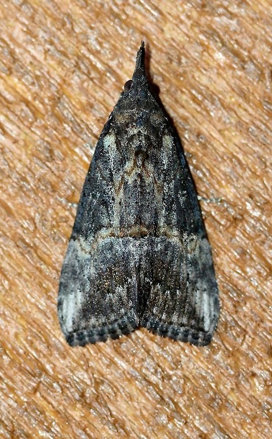 Hypena scabra (Green Cloverworm Moth)  Erebidae,Fall,Geotagged,Green Cloverworm,Hypena scabra,Hypeninae,Lepidoptera,Noctuoidea,United States,insect,moth