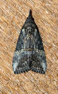 Hypena scabra (Green Cloverworm Moth)  Erebidae,Fall,Geotagged,Green Cloverworm,Hypena scabra,Hypeninae,Lepidoptera,Noctuoidea,United States,insect,moth