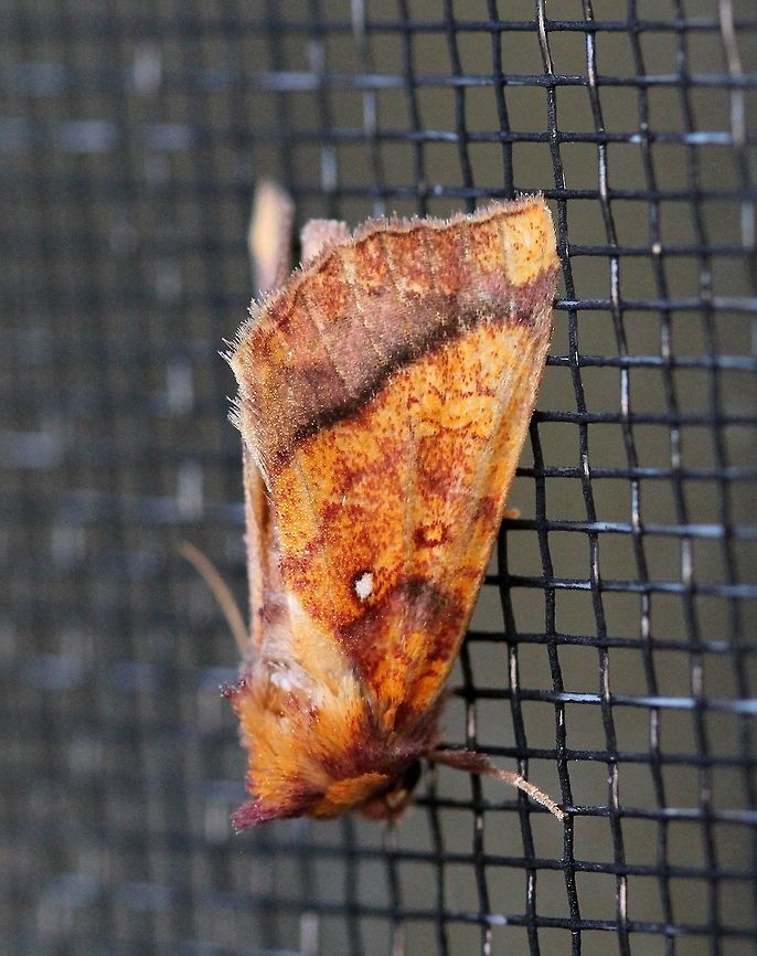 Papaipema leucostigma (Columbine Borer Moth)  Apameini,Columbine Borer Moth,Geotagged,Lepidoptera,Noctuidae,Noctuinae,Noctuoidea,Papaipema leucostigma,Summer,United States,insect,moth