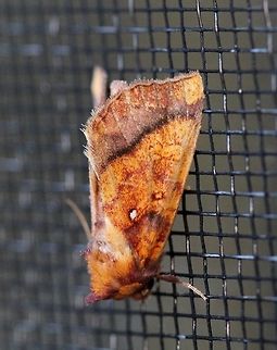 Papaipema leucostigma (Columbine Borer Moth)  Apameini,Columbine Borer Moth,Geotagged,Lepidoptera,Noctuidae,Noctuinae,Noctuoidea,Papaipema leucostigma,Summer,United States,insect,moth