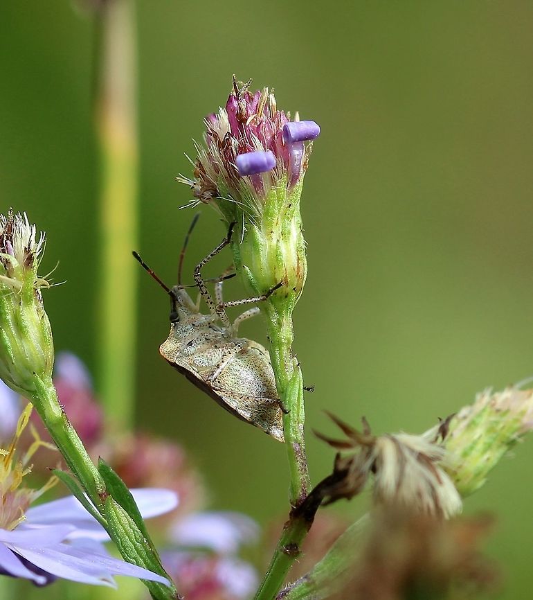Symphyotrichum ciliolatum (Lindley's Aster) and Euschistus servus (Brown Stink Bug) In an old field. Detail of involucral bracts. Brown Stink Bug,Euschistus servus,Fall,Geotagged,Lindley's Aster,Symphyotrichum ciliolatum,United States