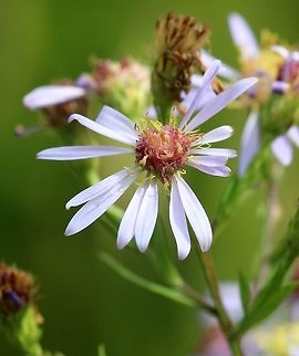 Symphyotrichum ciliolatum (Lindley's Aster) In an old field. Fall,Geotagged,Lindley's Aster,Symphyotrichum ciliolatum,United States