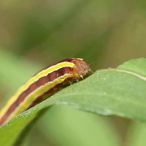 Trichordestra legitima Feeding on Helianthus giganteus. Fall,Geotagged,Lepidoptera,Striped Garden Caterpillar,Trichordestra legitima,United States,insect,moth