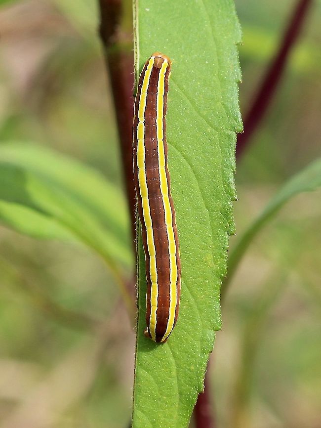Trichordestra legitima Feeding on Helianthus giganteus. Fall,Geotagged,Striped Garden Caterpillar,Trichordestra legitima,United States
