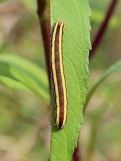 Trichordestra legitima Feeding on Helianthus giganteus. Fall,Geotagged,Striped Garden Caterpillar,Trichordestra legitima,United States