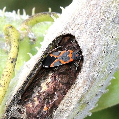 Lygaeus kalmii Feeding on seeds of Common Milkweed (Asclepias syriaca). It has been coming here for two days. Asclepias syriaca,Fall,Geotagged,Lygaeus kalmii,Small milkweed bug,United States