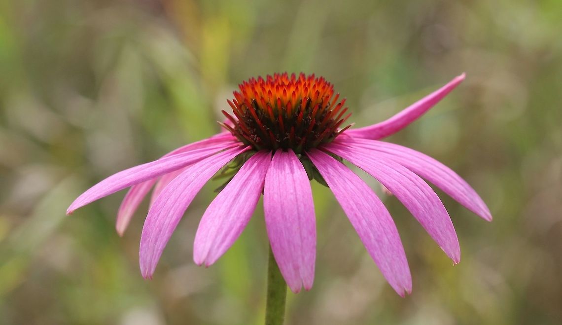 Echinacea purpurea (Purple Coneflower) Not native to Minnesota but these plants have naturalized themselves in an old field. The original plants grow in a flower garden. Coneflower,Echinacea purpurea,asteraceae,flower,plant,purple coneflower