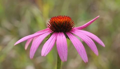 Echinacea purpurea (Purple Coneflower) Not native to Minnesota but these plants have naturalized themselves in an old field. The original plants grow in a flower garden. Coneflower,Echinacea purpurea,asteraceae,flower,plant,purple coneflower