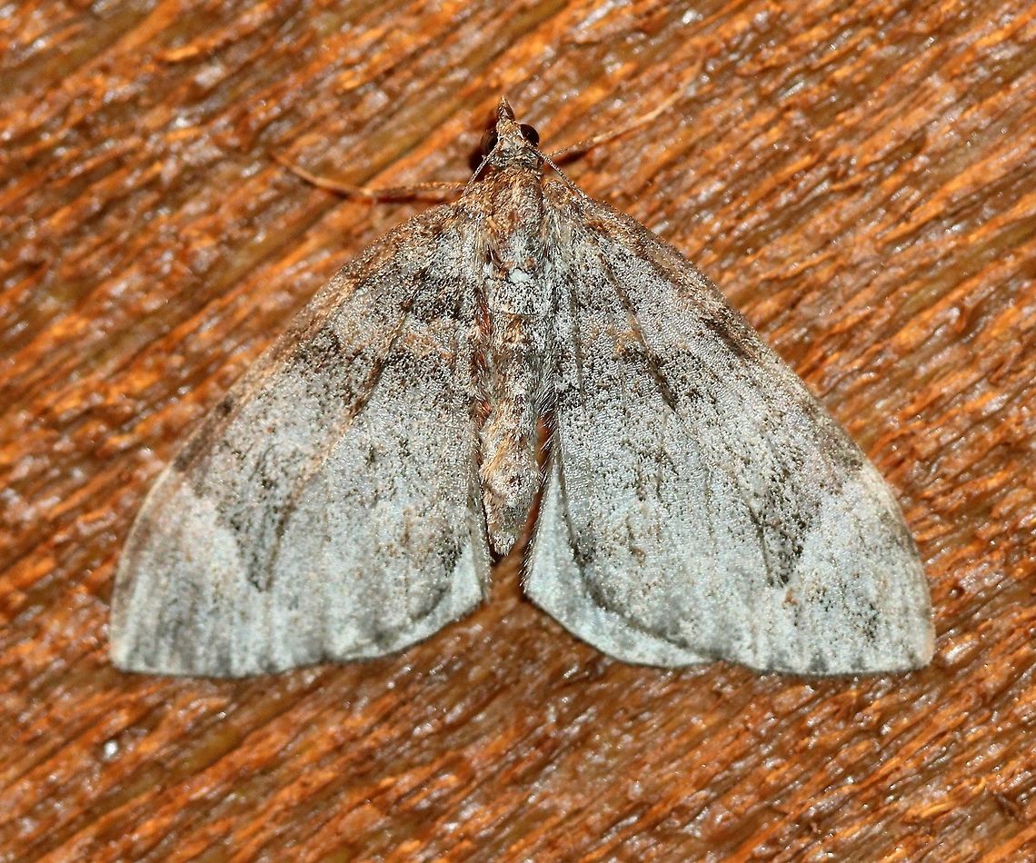 Pale form of  Dysstroma citrata  Dysstroma citrata,Fall,Geotagged,Lepidoptera,United States,insect,moth