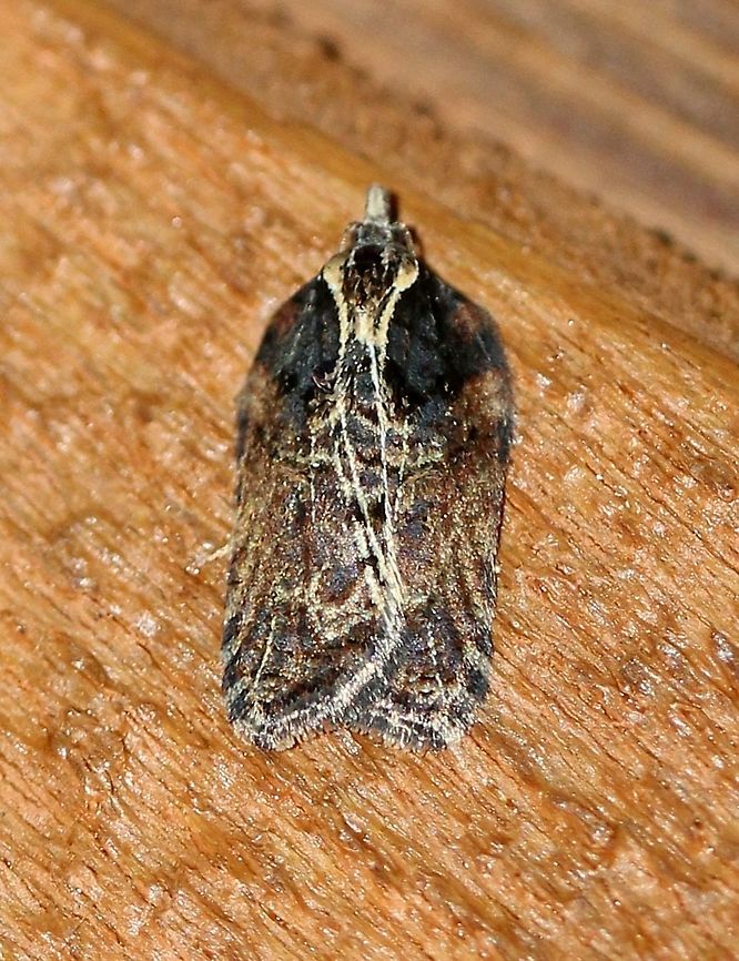 Acleris flavivittana  Acleris flavivittana,Fall,Geotagged,Lepidoptera,Multiform leafroller moth,United States,insect,moth