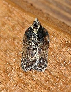 Acleris flavivittana  Acleris flavivittana,Fall,Geotagged,Lepidoptera,Multiform leafroller moth,United States,insect,moth