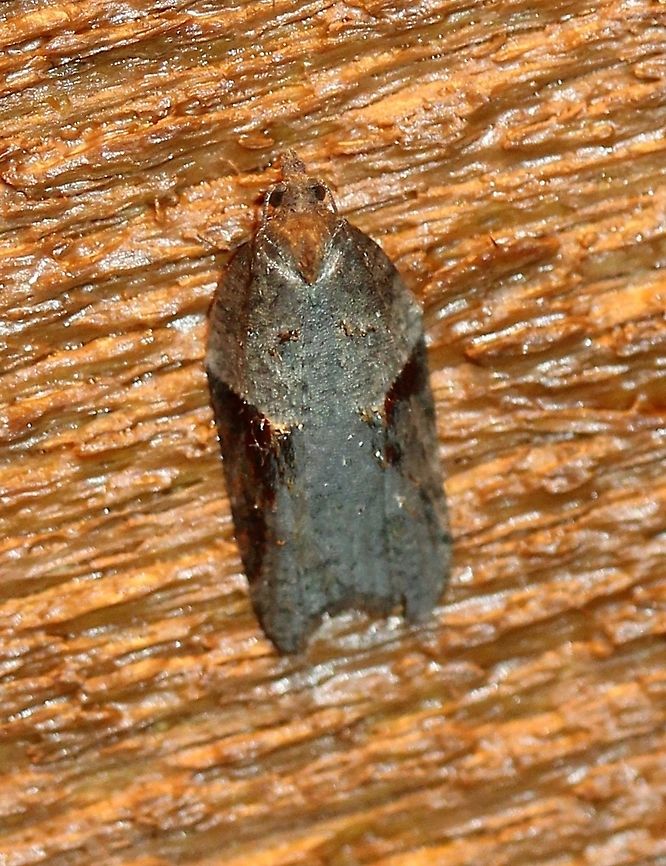 Acleris macdunnoughi Might be Acleris macdunnoughi. Attracted to incandescent porch light. Temperature about 45 degrees F. Acleris macdunnoughi,Fall,Geotagged,Lepidoptera,Tortricidae,Tortricini,United States,insect,moth
