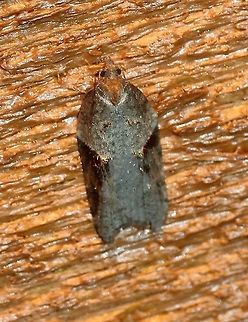 Acleris macdunnoughi Might be Acleris macdunnoughi. Attracted to incandescent porch light. Temperature about 45 degrees F. Acleris macdunnoughi,Fall,Geotagged,Lepidoptera,Tortricidae,Tortricini,United States,insect,moth
