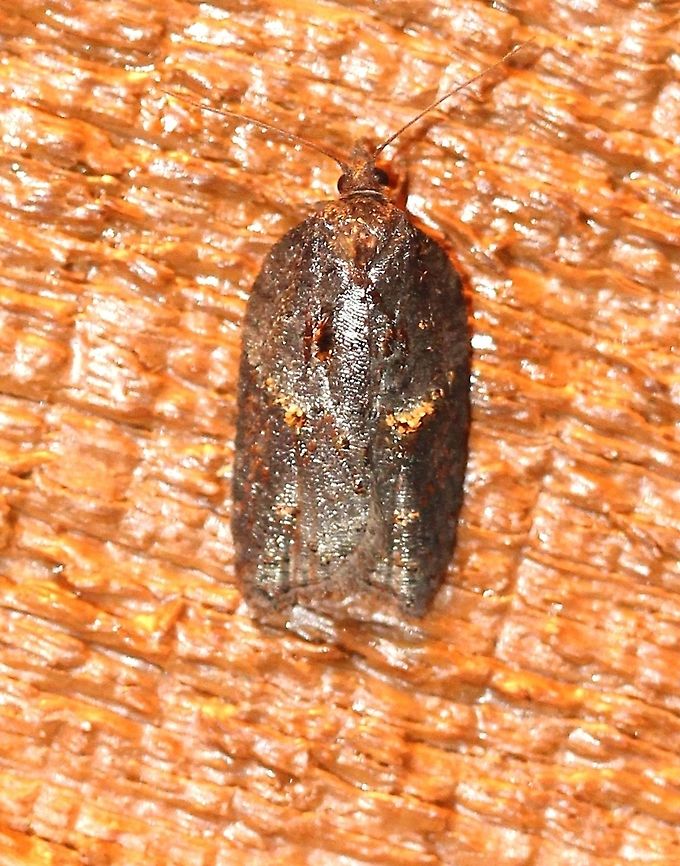 Acleris macdunnoughi Might be Acleris macdunnoughi. Attracted to incandescent porch light. Temperature about 45 degrees F. Acleris macdunnoughi,Fall,Geotagged,Lepidoptera,Tortricidae,Tortricini,United States,insect,moth