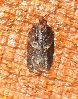Acleris macdunnoughi Might be Acleris macdunnoughi. Attracted to incandescent porch light. Temperature about 45 degrees F. Acleris macdunnoughi,Fall,Geotagged,Lepidoptera,Tortricidae,Tortricini,United States,insect,moth