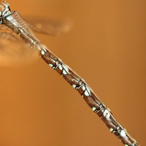 Aeshna umbrosa Attracted to an incandescent porchlight. Detail of abdominal markings.
https://www.jungledragon.com/image/84901/aeshna_sp.html
https://www.jungledragon.com/image/84900/aeshna_sp.html
https://www.jungledragon.com/image/84961/aeshna_umbrosa.html Aeshna,Aeshna umbrosa,Aeshnidae,Anisoptera,Fall,Geotagged,Odonata,Shadow darner,United States,darners,dragonfly,insect