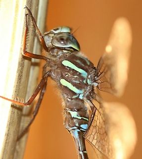 Aeshna umbrosa Attracted to an incandescent porchlight. Detail of thoracic markings.
https://www.jungledragon.com/image/84901/aeshna_sp.html
https://www.jungledragon.com/image/84899/aeshna_sp.html
https://www.jungledragon.com/image/84961/aeshna_umbrosa.html Aeshna,Aeshna umbrosa,Aeshnidae,Anisoptera,Fall,Geotagged,Odonata,Shadow darner,United States,darners,dragonfly,insect