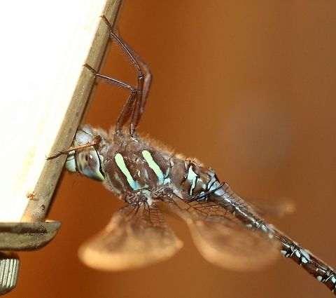 Aeshna umbrosa Attracted to an incandescent porchlight. Detail of thoracic and some abdominal markings.
https://www.jungledragon.com/image/84900/aeshna_sp.html
https://www.jungledragon.com/image/84899/aeshna_sp.html
https://www.jungledragon.com/image/84961/aeshna_umbrosa.html Aeshna,Aeshna umbrosa,Aeshnidae,Anisoptera,Fall,Geotagged,Odonata,Shadow darner,United States,darners,dragonfly,insect