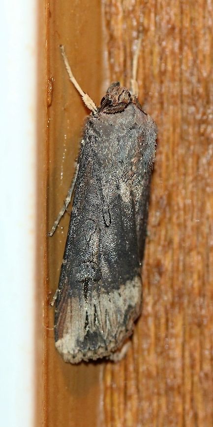 Agrotis ipsilon  Agrotis ipsilon,Dark sword-grass,Fall,Geotagged,Ipsilon Dart,Lepidoptera,Noctuidae,United States,insect,moth