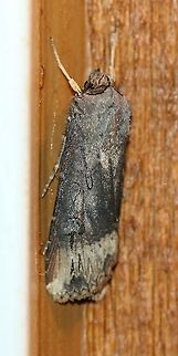 Agrotis ipsilon  Agrotis ipsilon,Dark sword-grass,Fall,Geotagged,Ipsilon Dart,Lepidoptera,Noctuidae,United States,insect,moth